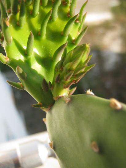 Name:  opuntia vulgaris.jpg
Views: 981
Size:  25.0 KB