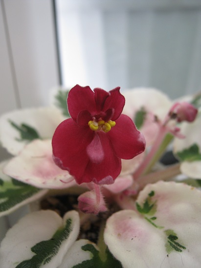 Name:  meneke.jpg
Views: 983
Size:  68.7 KB