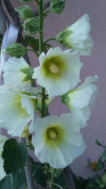 Name:  uploadfromtaptalk1434310511968.jpg
Views: 405
Size:  26.5 KB