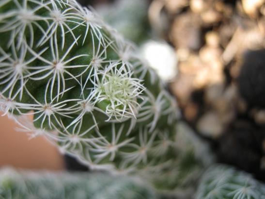 Name:  mammillaria gracilis.jpg
Views: 761
Size:  31.8 KB