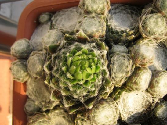 Name:  sempervivum.jpg
Views: 769
Size:  45.5 KB
