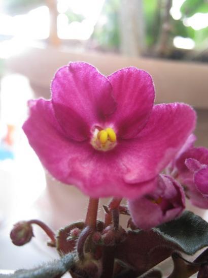 Name:  meneke1.jpg
Views: 731
Size:  23.6 KB