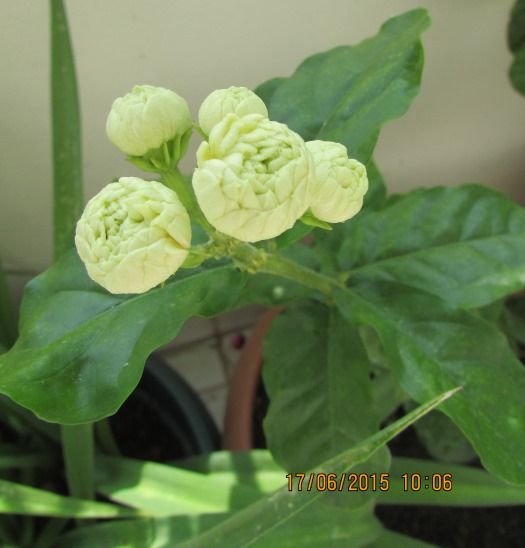 Name:  IMG_1181.jpg
Views: 704
Size:  66.2 KB