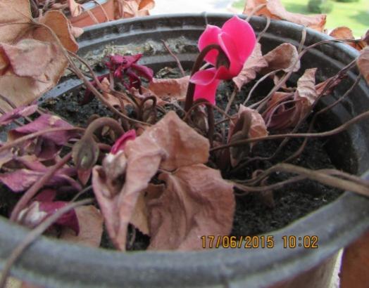 Name:  IMG_1165.jpg
Views: 650
Size:  36.5 KB