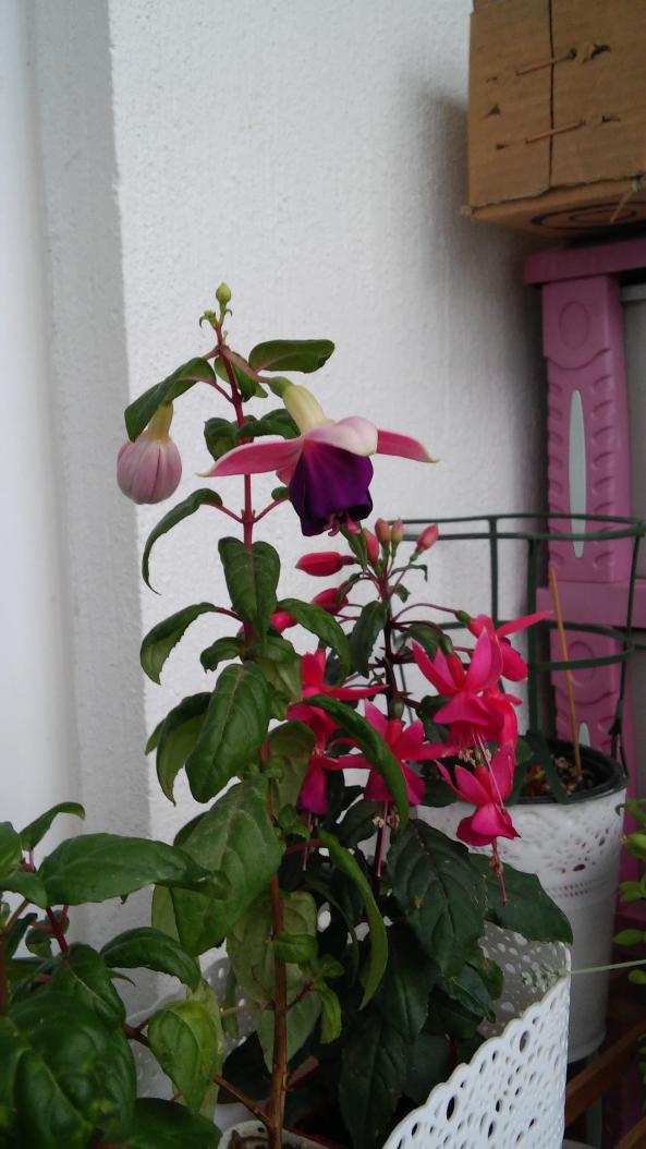 Name:  20150619_104451.jpg
Views: 899
Size:  73.3 KB