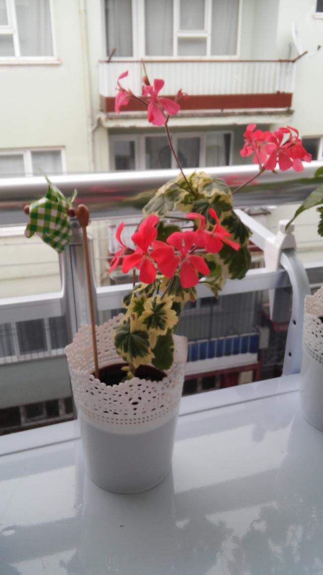Name:  20150619_104516.jpg
Views: 806
Size:  63.5 KB