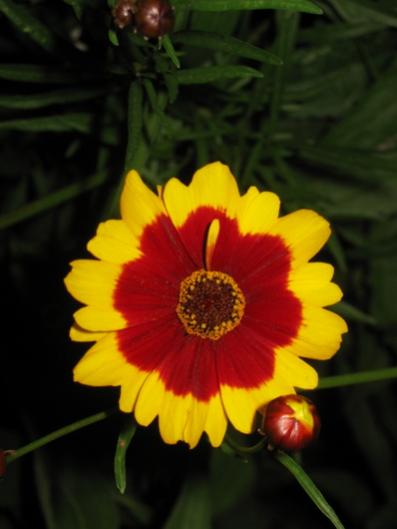 Name:  IMG_6079.jpg
Views: 707
Size:  22.3 KB
