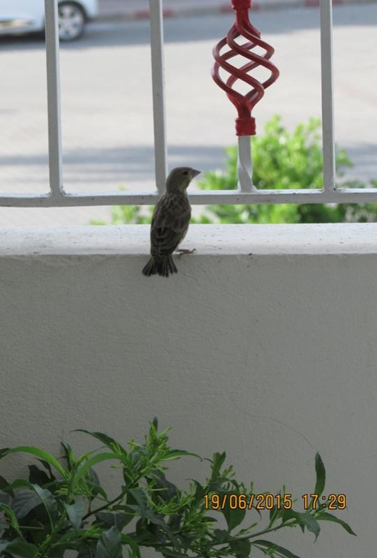 Name:  IMG_1312.jpg
Views: 611
Size:  43.1 KB
