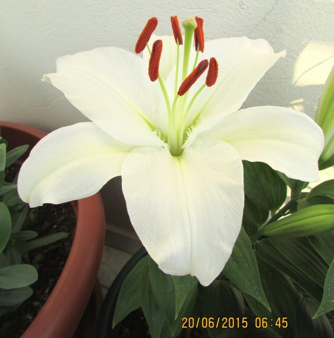 Name:  IMG_1319.jpg
Views: 587
Size:  41.5 KB