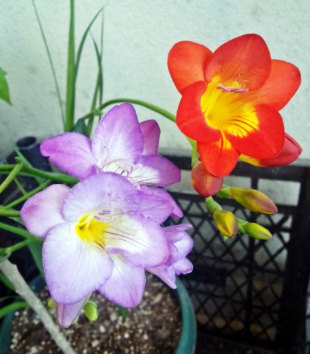 Name:  ampiyon.jpg
Views: 512
Size:  56.5 KB