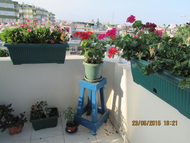 Name:  IMG_1379.jpg
Views: 824
Size:  46.9 KB