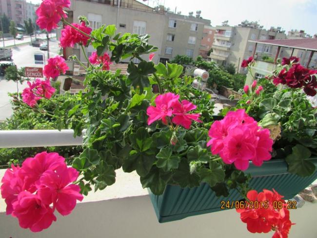 Name:  IMG_1412.jpg
Views: 794
Size:  61.8 KB