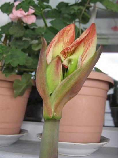 Name:  amaryllis minerva.jpg
Views: 902
Size:  26.1 KB