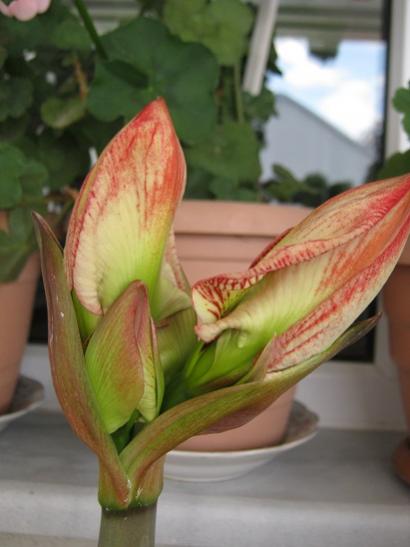 Name:  amaryllis minerva1.jpg
Views: 907
Size:  26.8 KB