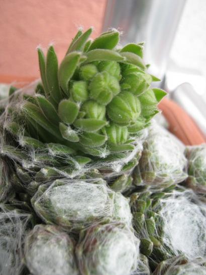 Name:  sempervivum.jpg
Views: 915
Size:  35.2 KB