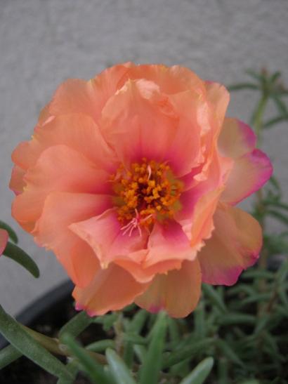 Name:  ipek.jpg
Views: 890
Size:  21.5 KB