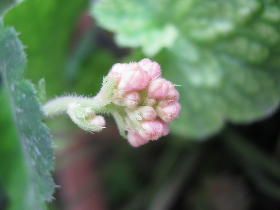 Name:  heuchera.jpg
Views: 897
Size:  54.7 KB