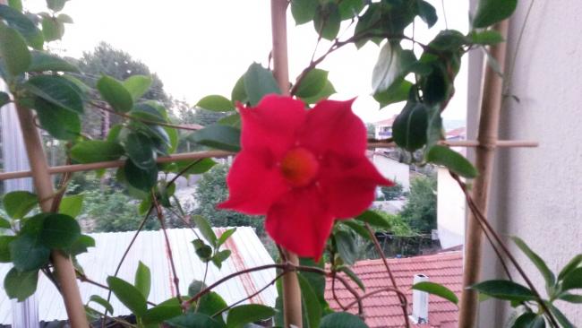 Name:  20150616_204030.jpg
Views: 1002
Size:  39.2 KB