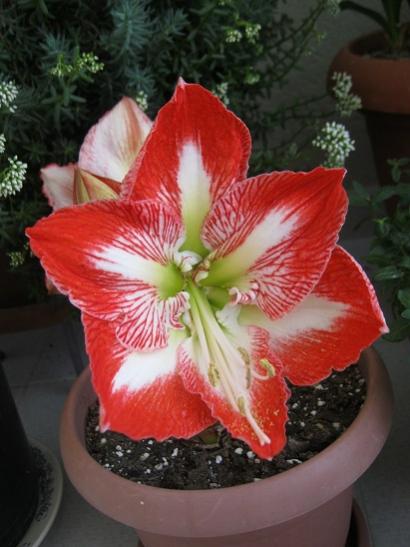 Name:  amaryllis.jpg
Views: 856
Size:  35.1 KB