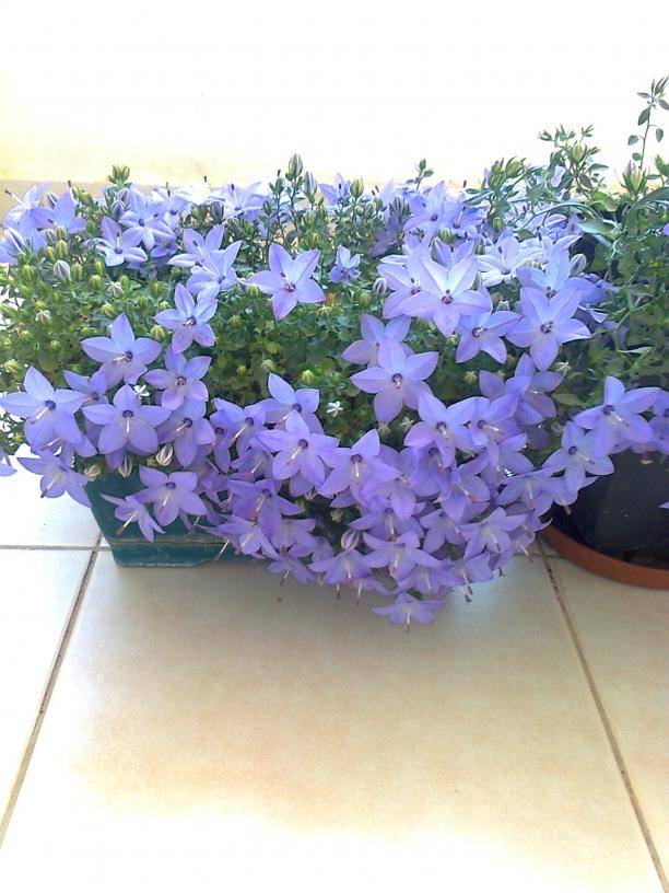 Name:  Fotoraf2994.jpg
Views: 925
Size:  71.6 KB