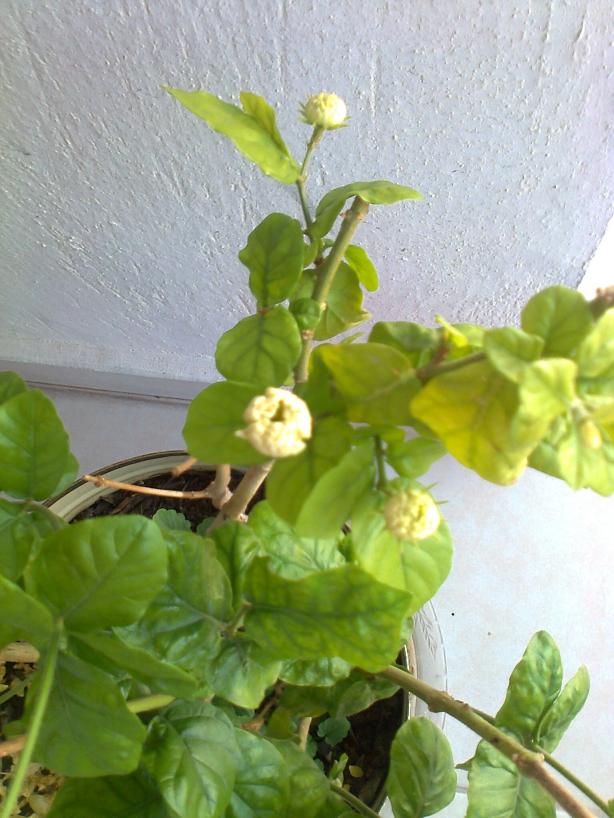Name:  Fotoraf3013.jpg
Views: 695
Size:  71.3 KB