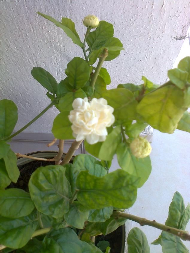 Name:  Fotoraf3015.jpg
Views: 730
Size:  70.3 KB