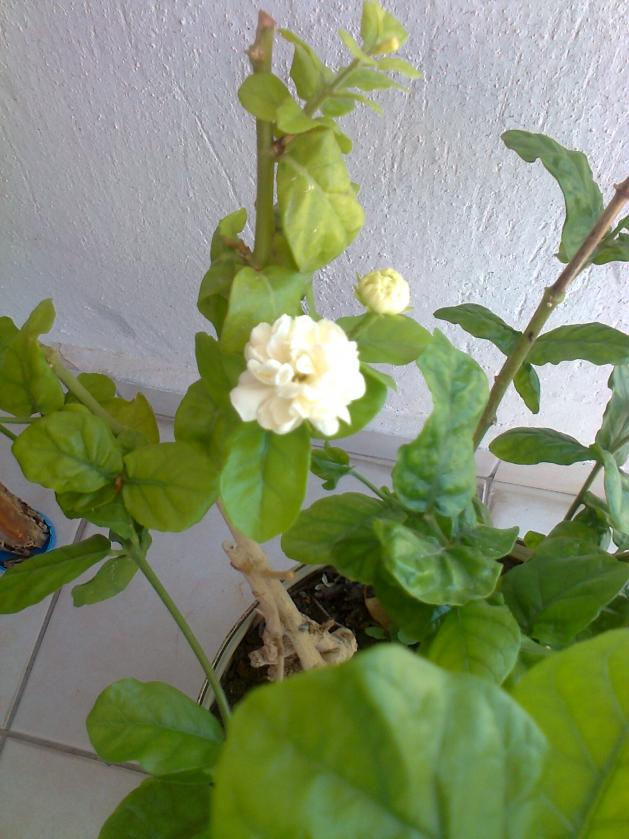 Name:  Fotoraf3016.jpg
Views: 683
Size:  70.5 KB