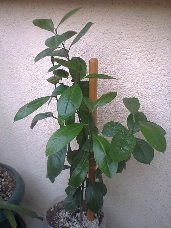 Name:  Limon.jpg
Views: 4138
Size:  71.8 KB