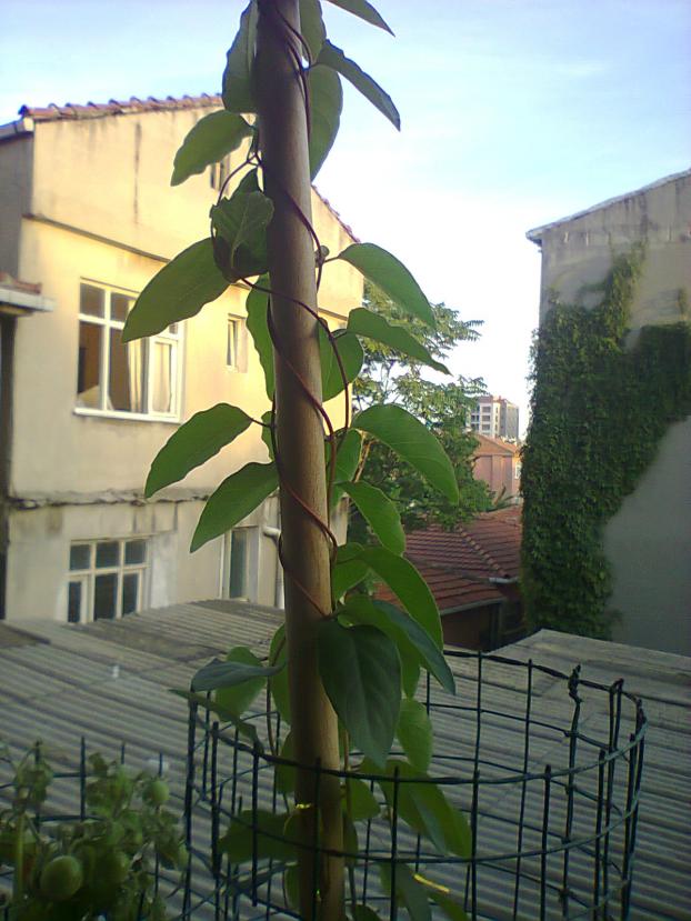 Name:  Hanmelicik.jpg
Views: 4066
Size:  70.7 KB