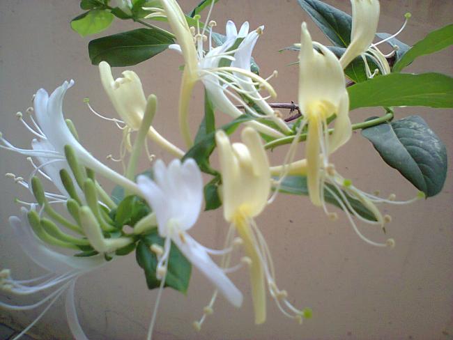 Name:  4-Hanmelim ieklendi-5.jpg
Views: 4216
Size:  38.9 KB