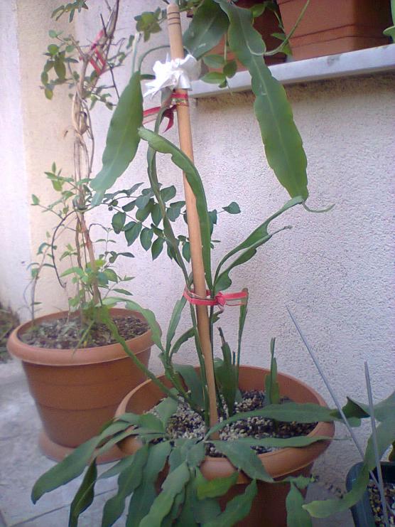 Name:  Ssl ve hanmeli.jpg
Views: 4207
Size:  72.2 KB