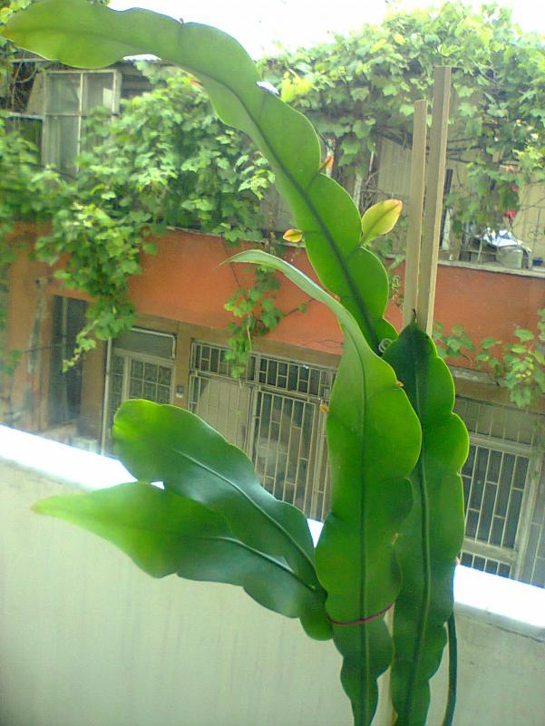 Name:  Prenses st dallar.jpg
Views: 4020
Size:  71.5 KB