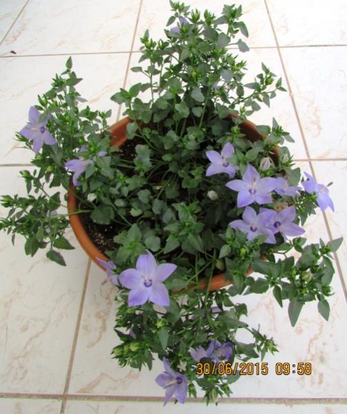 Name:  IMG_1482.jpg
Views: 654
Size:  54.2 KB
