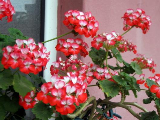 Name:  IMG_5717.jpg
Views: 524
Size:  37.6 KB