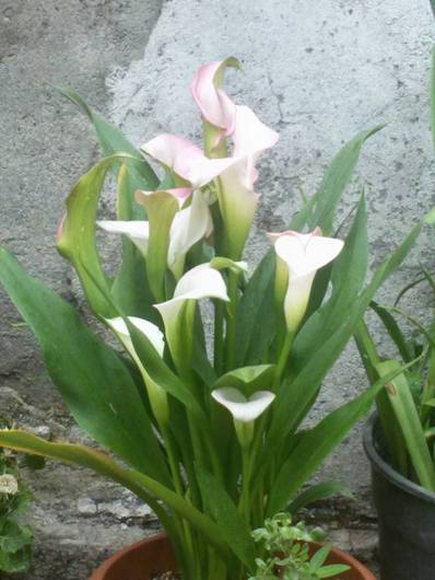 Name:  11403230_10153112522458143_2972817900685497525_n.jpg
Views: 752
Size:  34.4 KB