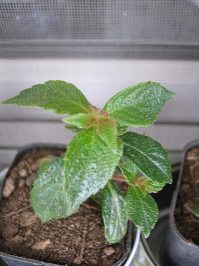 Name:  achimenes.jpg
Views: 842
Size:  33.3 KB