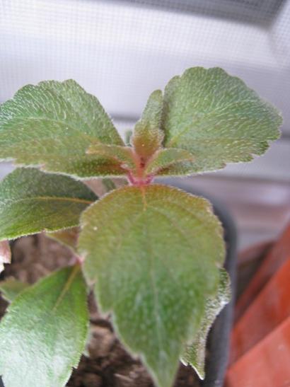 Name:  achimenes1.jpg
Views: 816
Size:  27.4 KB