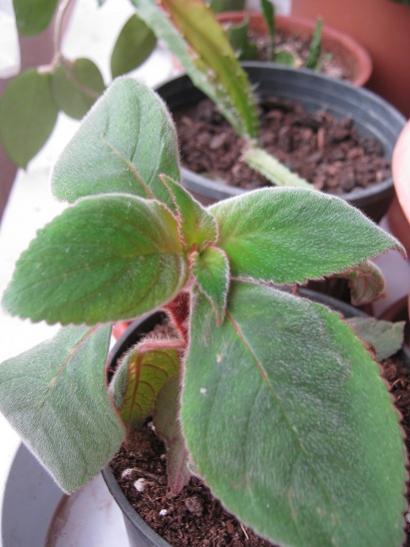 Name:  kohleria.jpg
Views: 1042
Size:  34.2 KB
