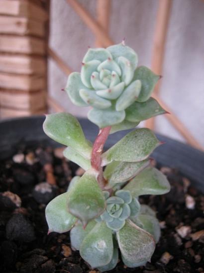 Name:  echeveria derenbergii.jpg
Views: 1253
Size:  26.0 KB