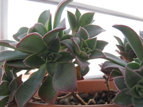 Name:  aeonium.jpg
Views: 861
Size:  28.7 KB
