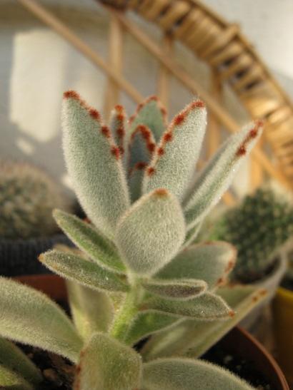 Name:  kalanchoe tomentosa.jpg
Views: 846
Size:  28.1 KB