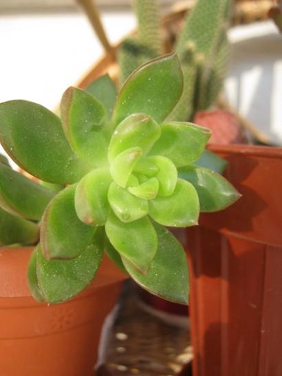 Name:  sedum nussbaumerianum.jpg
Views: 829
Size:  23.2 KB