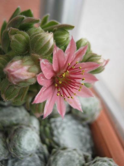 Name:  sempervivum1.jpg
Views: 811
Size:  24.6 KB