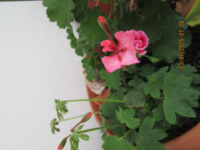Name:  IMG_1526.jpg
Views: 627
Size:  28.9 KB
