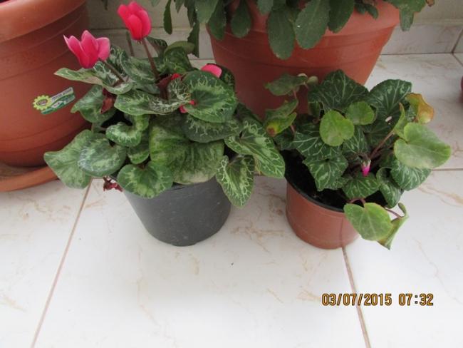 Name:  IMG_1532.jpg
Views: 647
Size:  37.3 KB