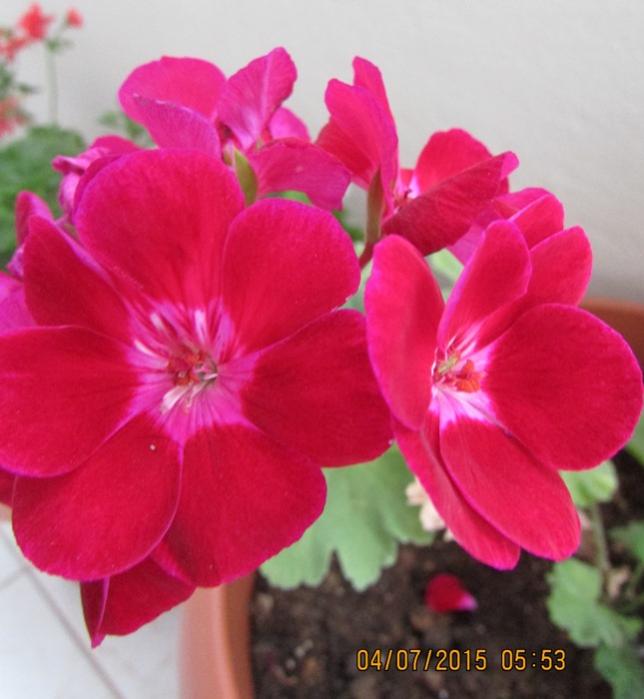 Name:  IMG_1544.jpg
Views: 603
Size:  45.1 KB