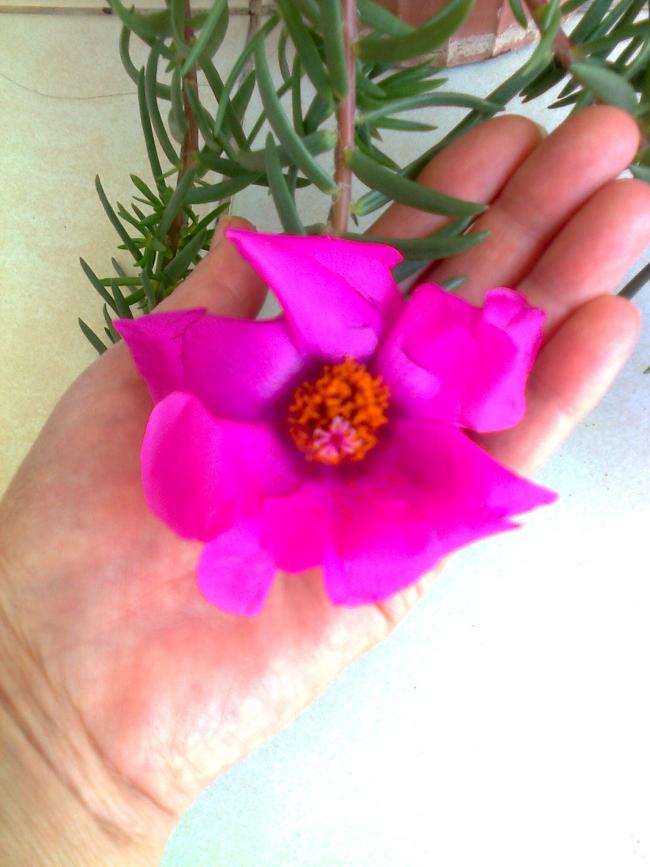 Name:  Fotoraf3089.jpg
Views: 620
Size:  55.2 KB