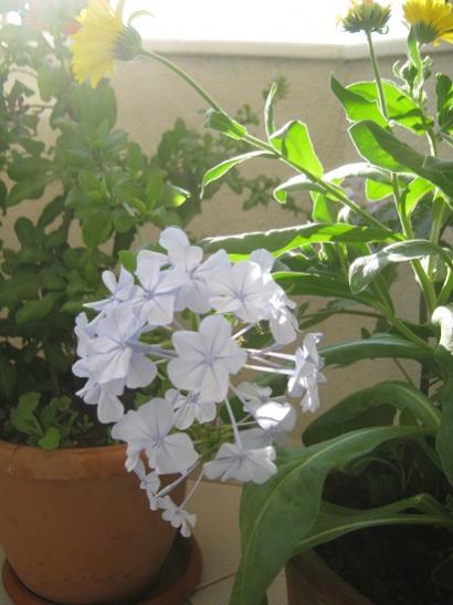 Name:  maviyasemin.jpg
Views: 730
Size:  33.2 KB
