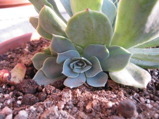 Name:  echeveria.jpg
Views: 746
Size:  38.1 KB