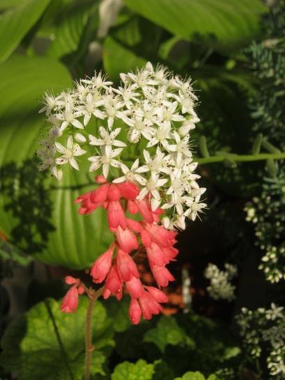 Name:  sedum album-heuchera.jpg
Views: 724
Size:  34.7 KB
